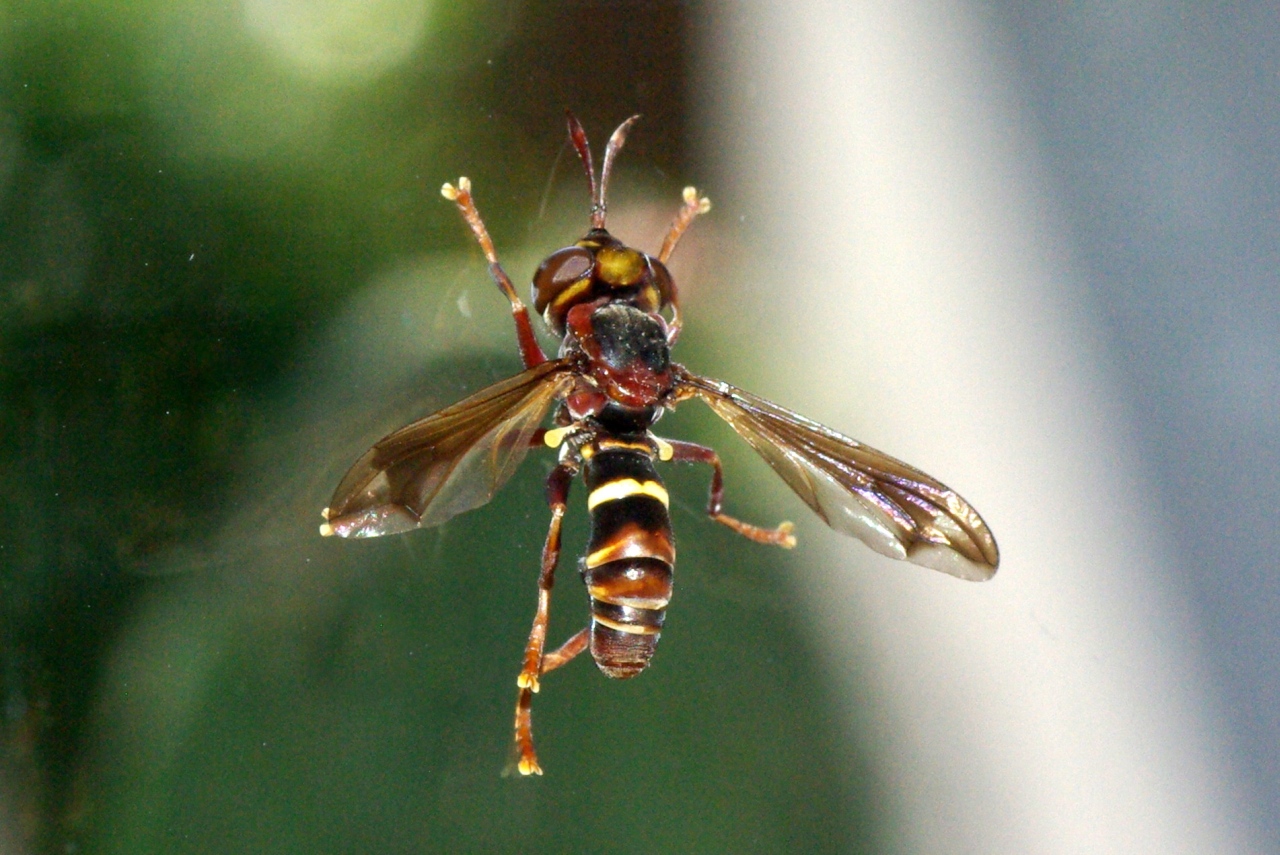 Conops vesicularis Linnaeus, 1760 (femelle)