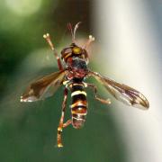 Conops vesicularis Linnaeus, 1760 (femelle)