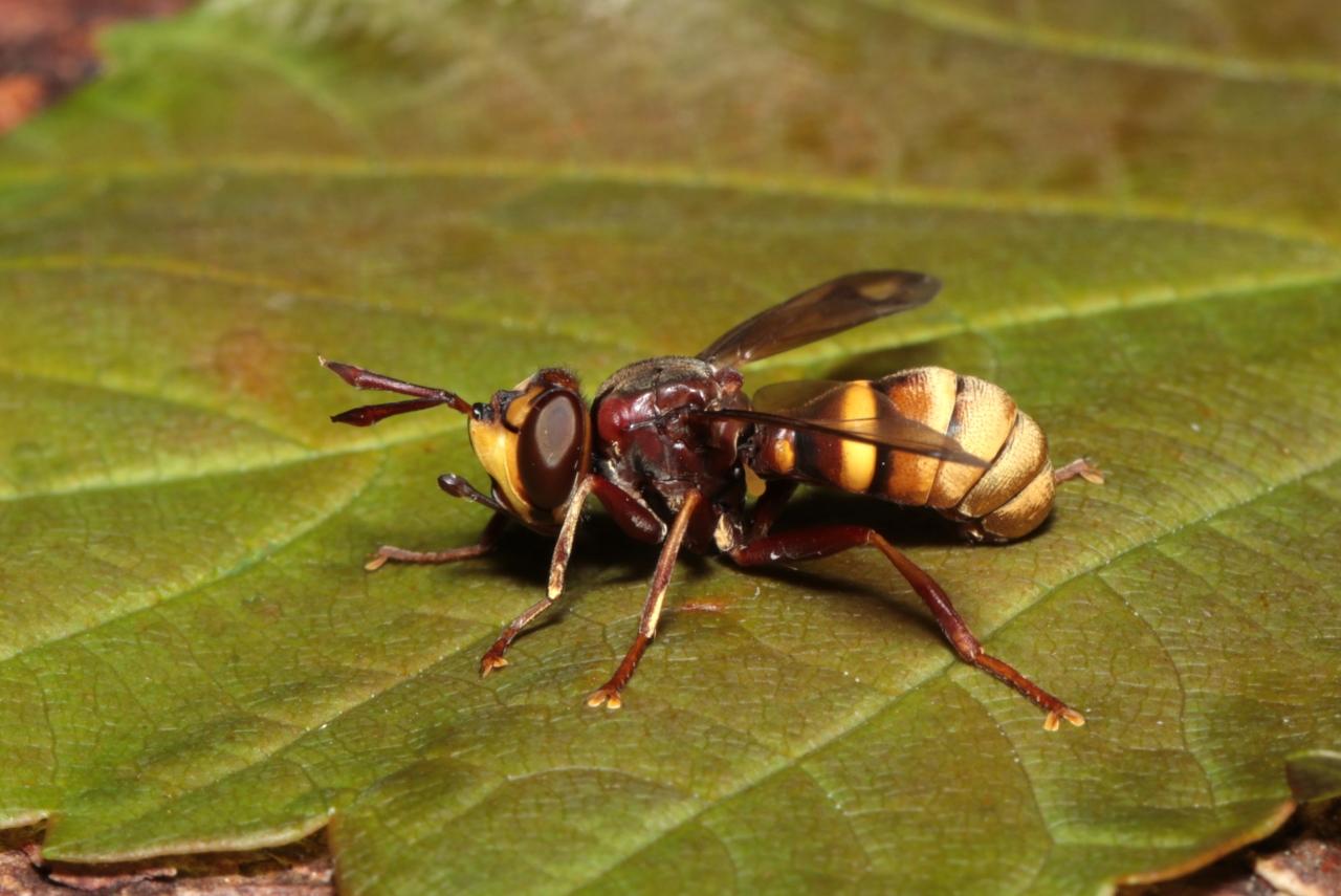 Conops vesicularis Linnaeus, 1760 (mâle)