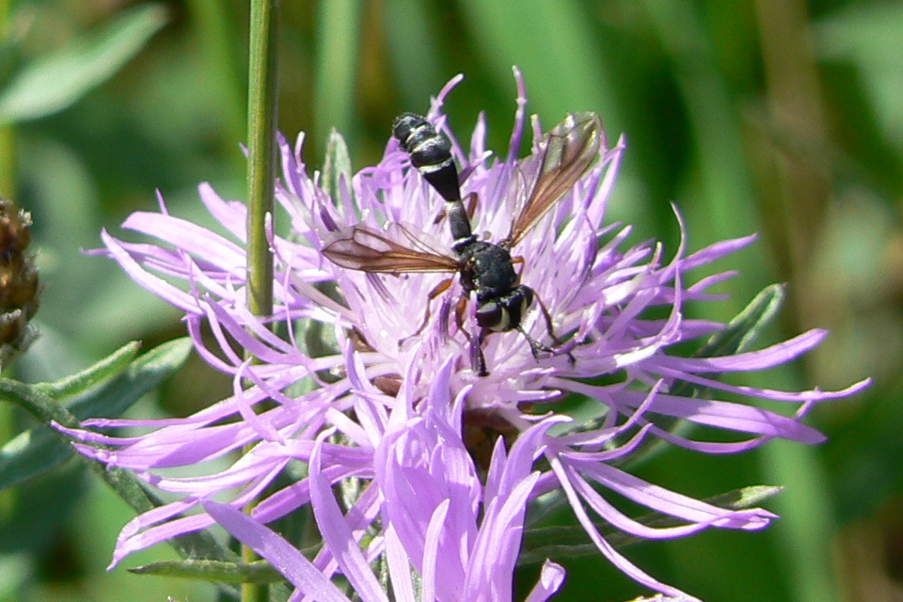 Physocephala rufipes (Fabricius, 1781)