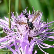 Physocephala rufipes (Fabricius, 1781)