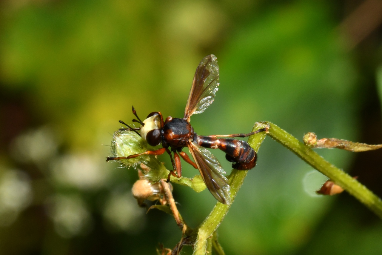 Physocephala vittata (Fabricius, 1794) - Physocéphale à bandes (femelle)