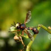 Physocephala vittata (Fabricius, 1794) - Physocéphale à bandes (femelle)