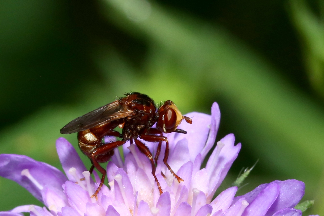 Sicus ferrugineus (Linnaeus, 1760) - Sicus ferrugineux