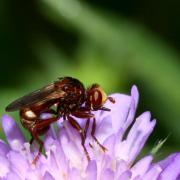 Sicus ferrugineus (Linnaeus, 1760) - Sicus ferrugineux