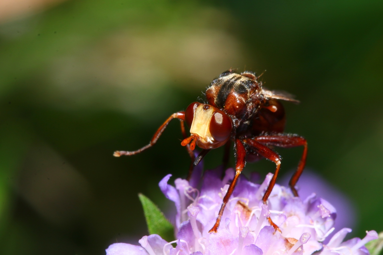 Sicus ferrugineus (Linnaeus, 1760) - Sicus ferrugineux