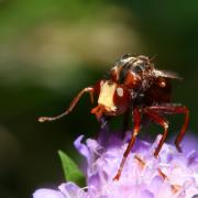 Sicus ferrugineus (Linnaeus, 1760) - Sicus ferrugineux