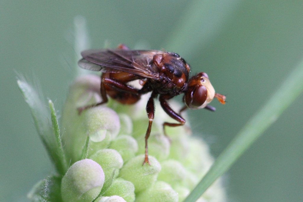 Sicus ferrugineus (Linnaeus, 1760) - Sicus ferrugineux