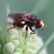 Sicus ferrugineus (Linnaeus, 1760) - Sicus ferrugineux