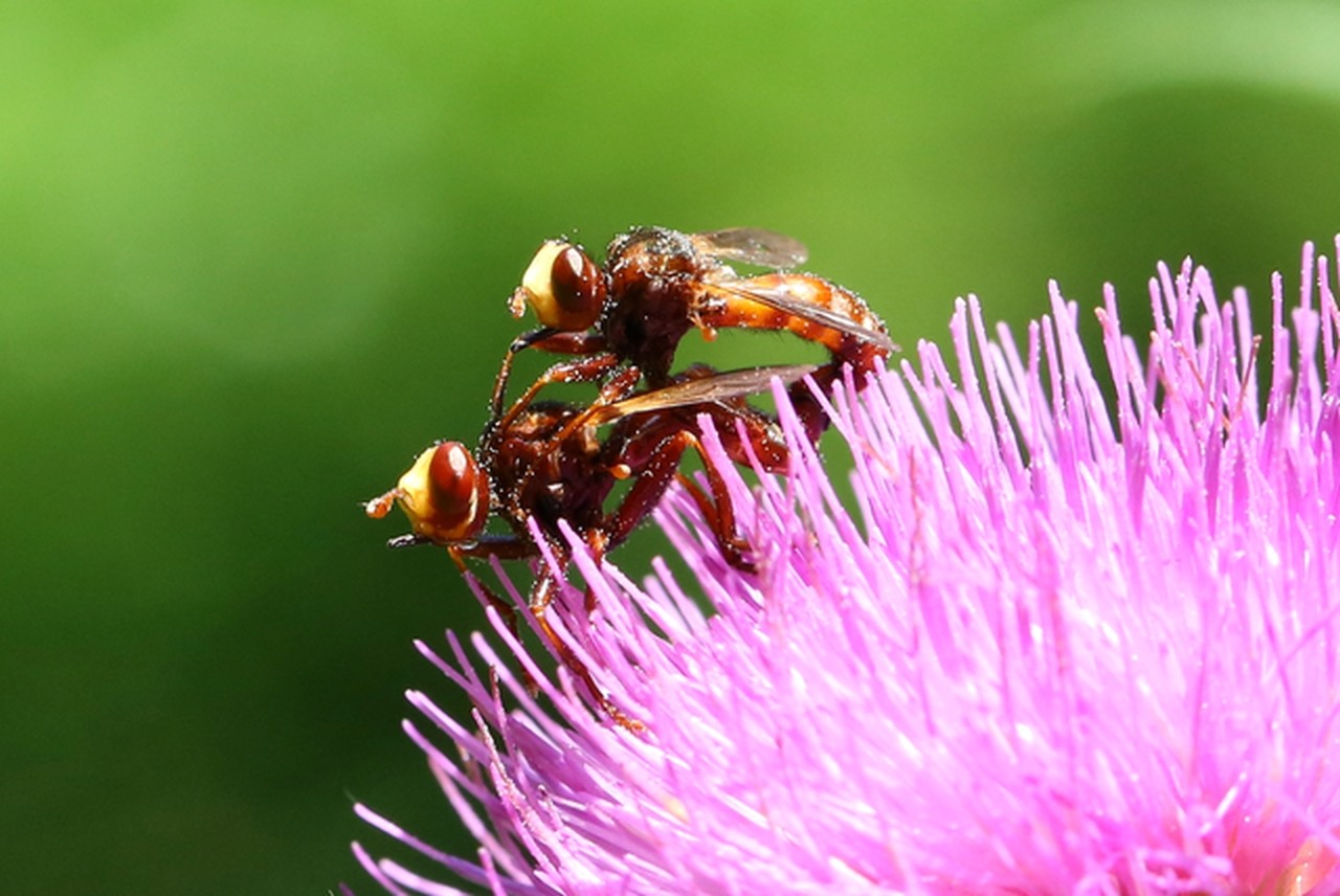 Sicus ferrugineus (Linnaeus, 1760) - Sicus ferrugineux (accouplement)