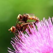Sicus ferrugineus (Linnaeus, 1760) - Sicus ferrugineux (accouplement)