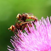 Sicus ferrugineus (Linnaeus, 1760) - Sicus ferrugineux (accouplement)