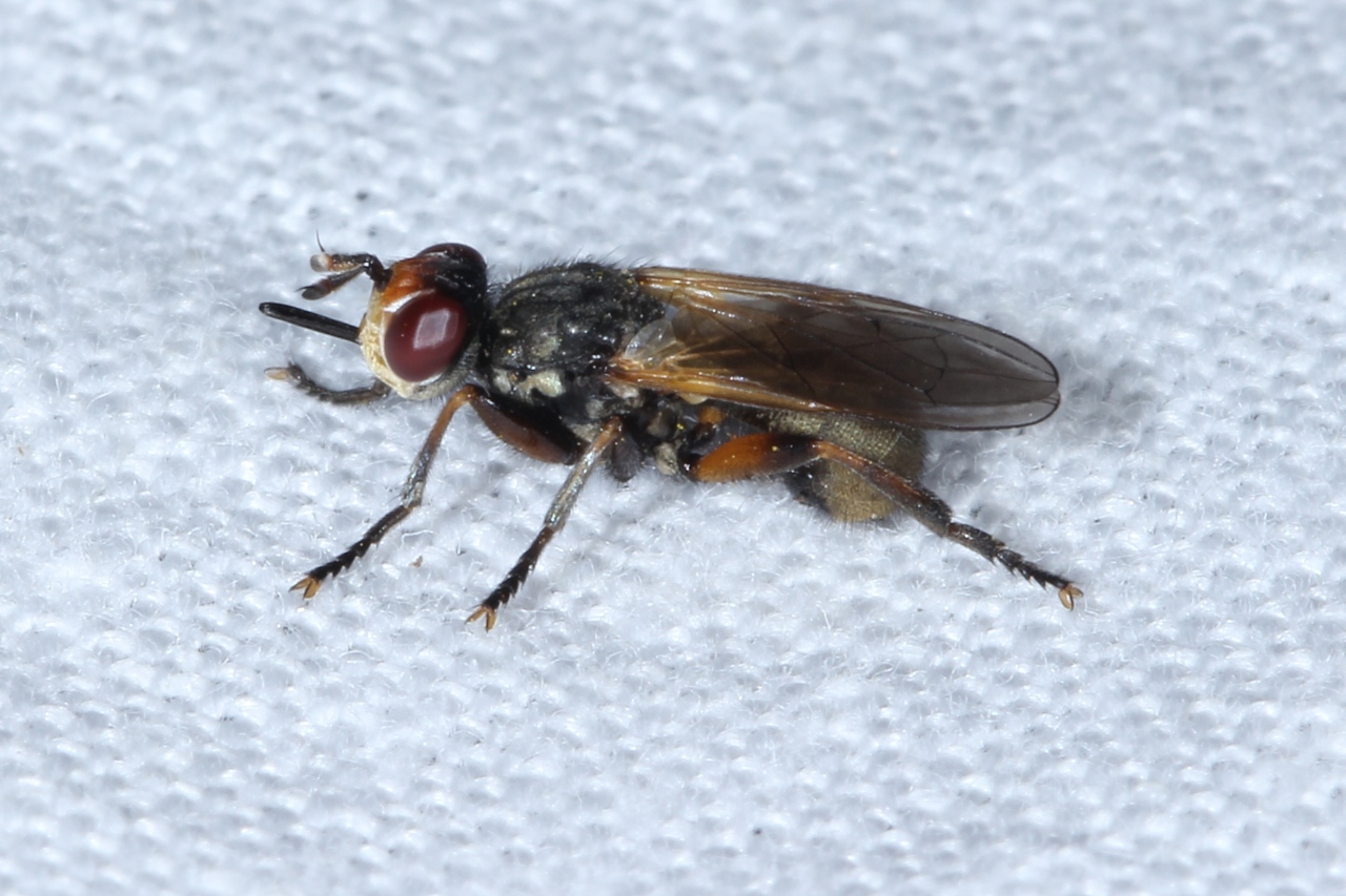 Thecophora sp