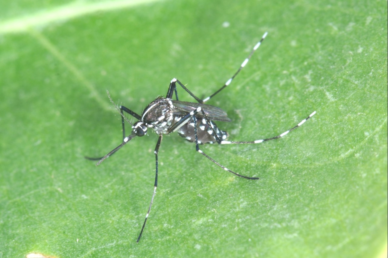 Aedes albopictus (Skuse, 1894) - Moustique-tigre (femelle)