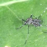 Aedes albopictus (Skuse, 1894) - Moustique-tigre (femelle)
