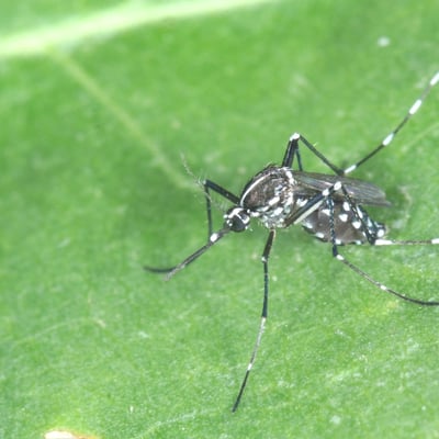Aedes albopictus (Skuse, 1894) - Moustique-tigre (femelle)