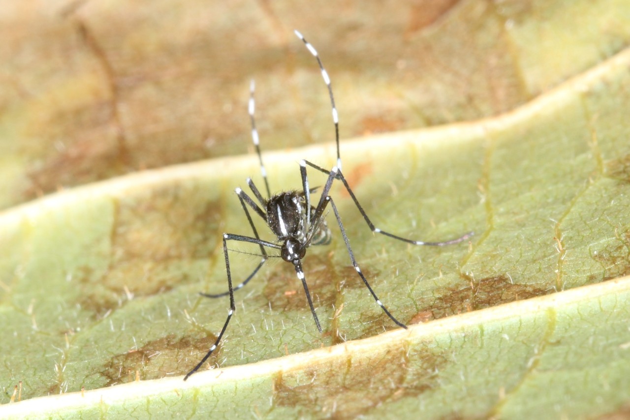 Aedes albopictus (Skuse, 1894) - Moustique-tigre (femelle)