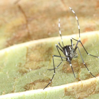 Aedes albopictus (Skuse, 1894) - Moustique-tigre (femelle)