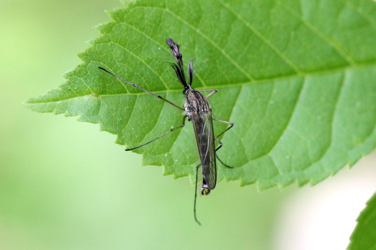 Aedes geniculatus (Olivier, 1791) (mâle)