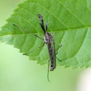 Aedes geniculatus (Olivier, 1791) (mâle)