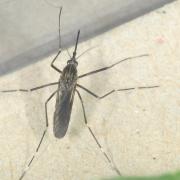 Ochlerotatus (Aedes) japonicus (Theobald, 1901) (femelle)