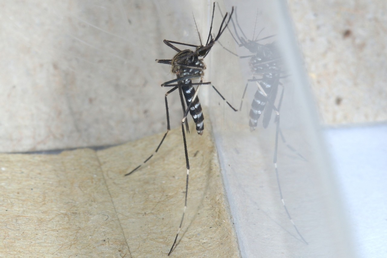 Ochlerotatus (Aedes) japonicus (Theobald, 1901) (femelle)