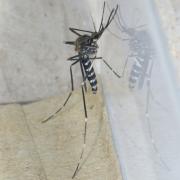 Ochlerotatus (Aedes) japonicus (Theobald, 1901) (femelle)