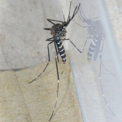 Ochlerotatus (Aedes) japonicus (Theobald, 1901) (femelle)