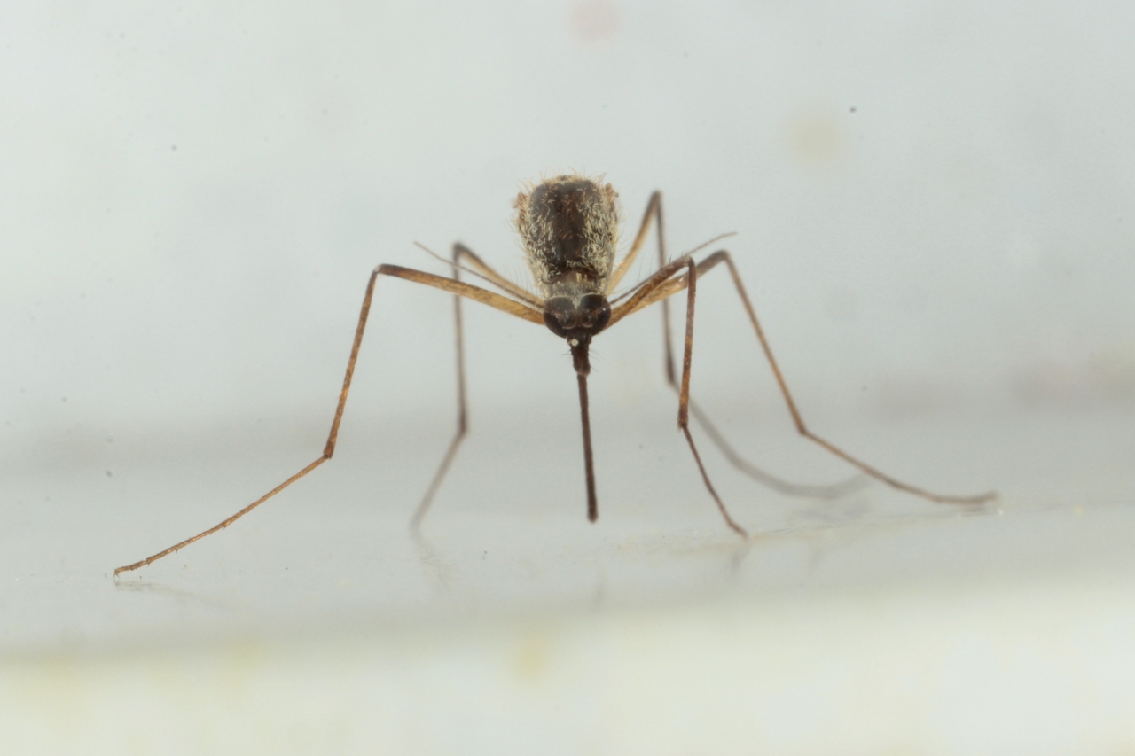 Culex pipiens Linnaeus, 1758 - Moustique commun (femelle) 