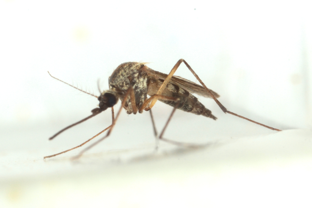 Culex pipiens Linnaeus, 1758 - Moustique commun (femelle) 