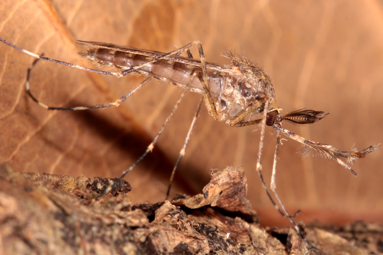 Culiseta annulata (Schrank, 1776) - Cousin annelé (mâle)