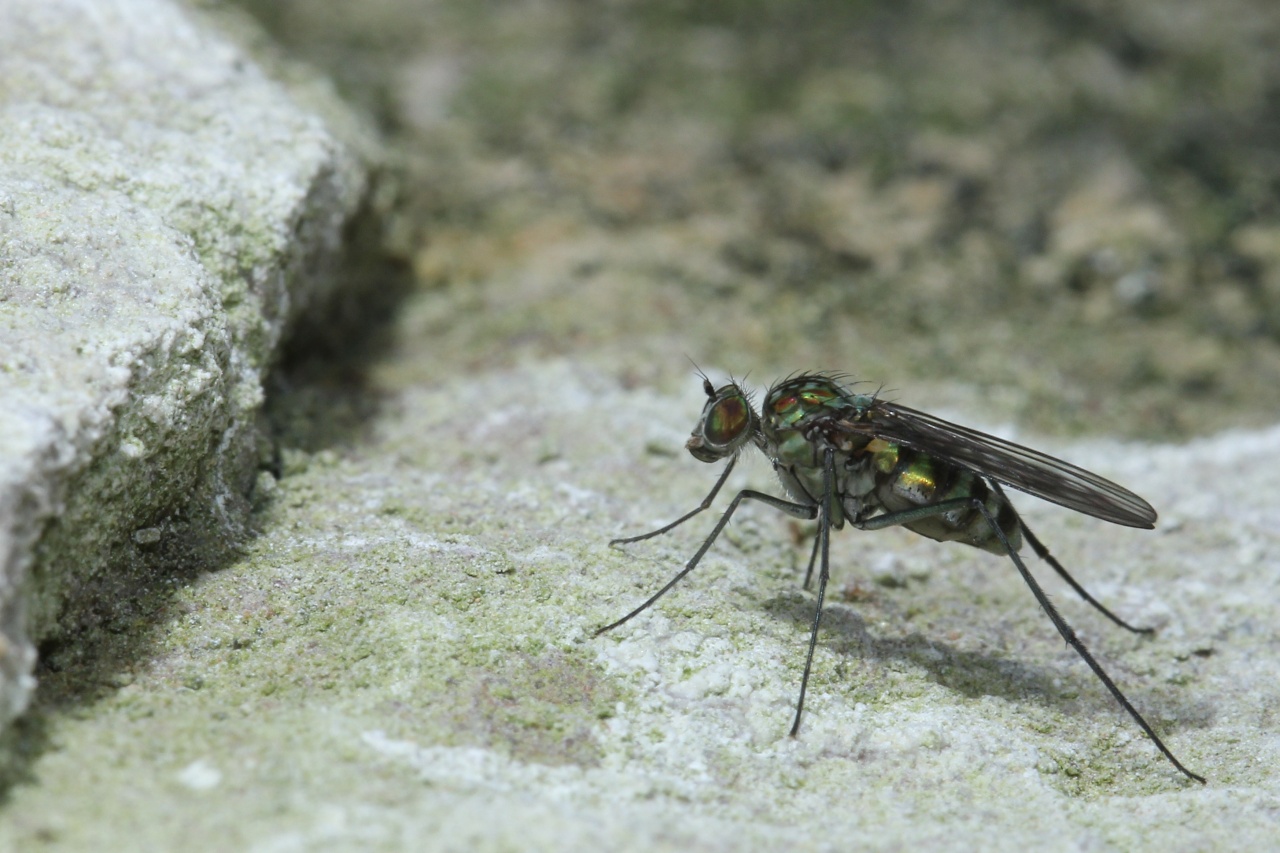 Liancalus virens (Scopoli, 1763) (femelle)