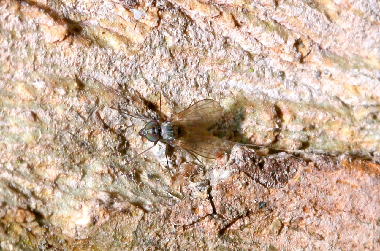 Medetera sp 