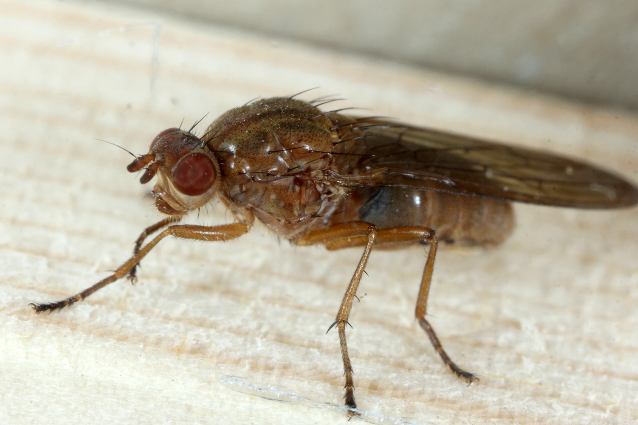 Dryomyza flaveola (Fabricius, 1794)