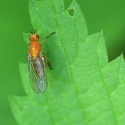 Dryomyza flaveola (Fabricius, 1794) (forme normale)