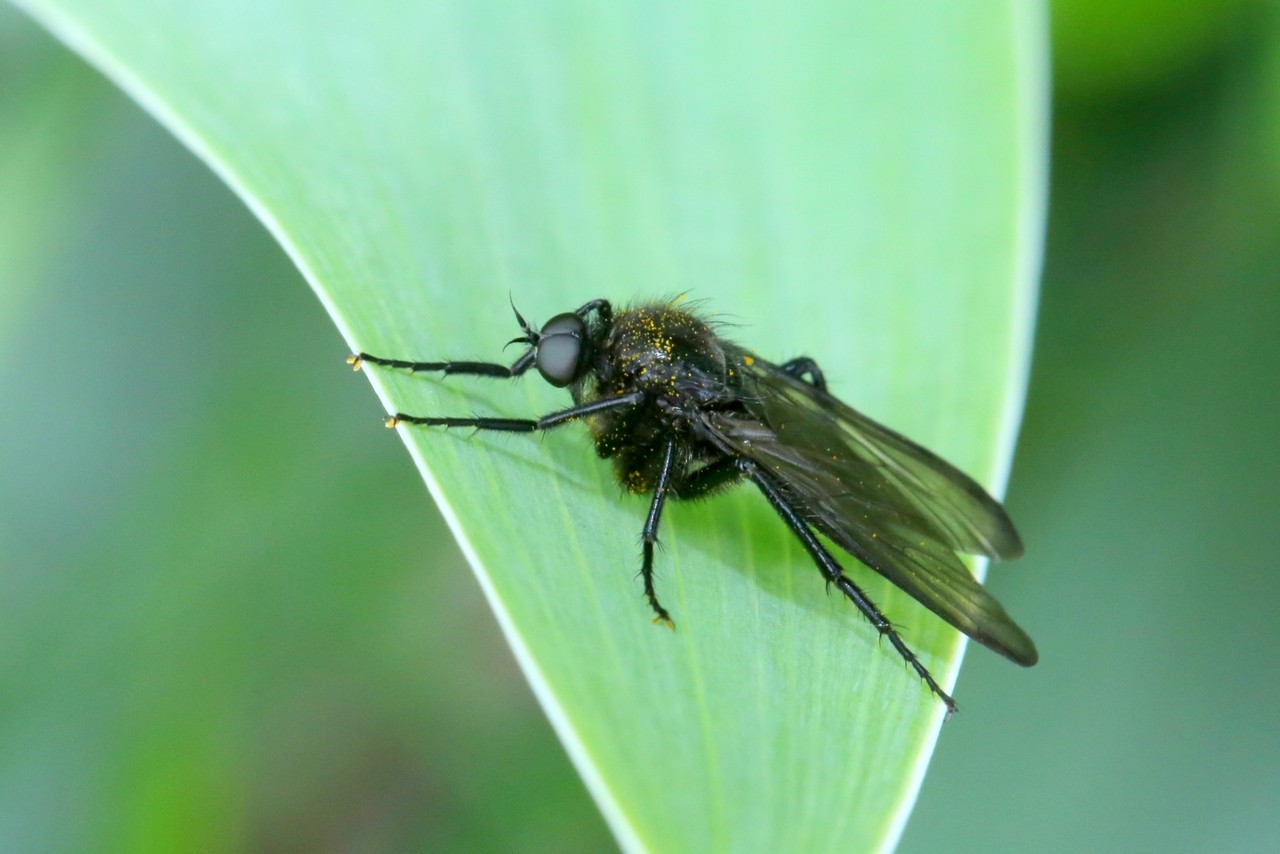 Empis ciliata Fabricius, 1787 (mâle)