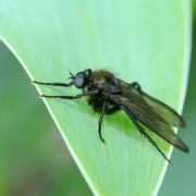 Empis ciliata Fabricius, 1787 (mâle)