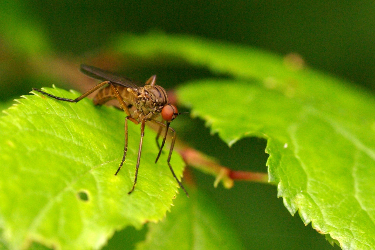 Empis livida Linnaeus, 1758 (mâle)