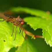 Empis livida Linnaeus, 1758 (mâle)