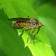 Empis livida Linnaeus, 1758 (mâle)