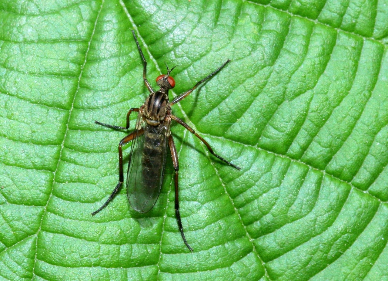 Empis livida Linnaeus, 1758 (femelle)