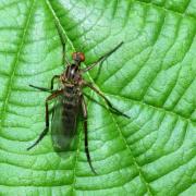 Empis livida Linnaeus, 1758 (femelle)