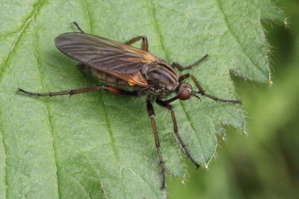 Empis tessellata Fabricius, 1794 - Empis marqueté (femelle)