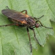 Empis tessellata Fabricius, 1794 - Empis marqueté (femelle)