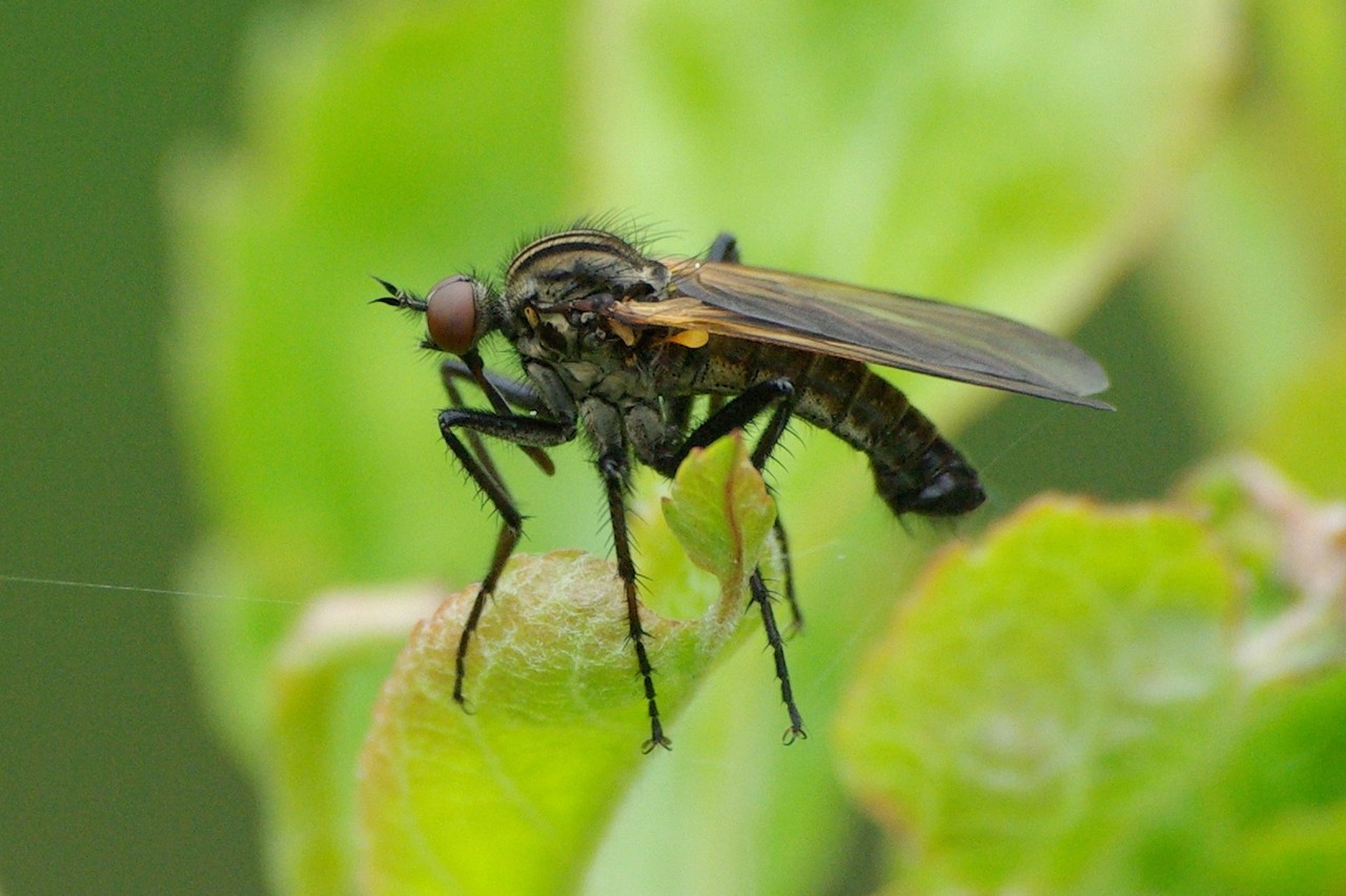 Empis tessellata Fabricius, 1794 - Empis marqueté (mâle)