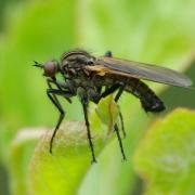 Empis tessellata Fabricius, 1794 - Empis marqueté (mâle)