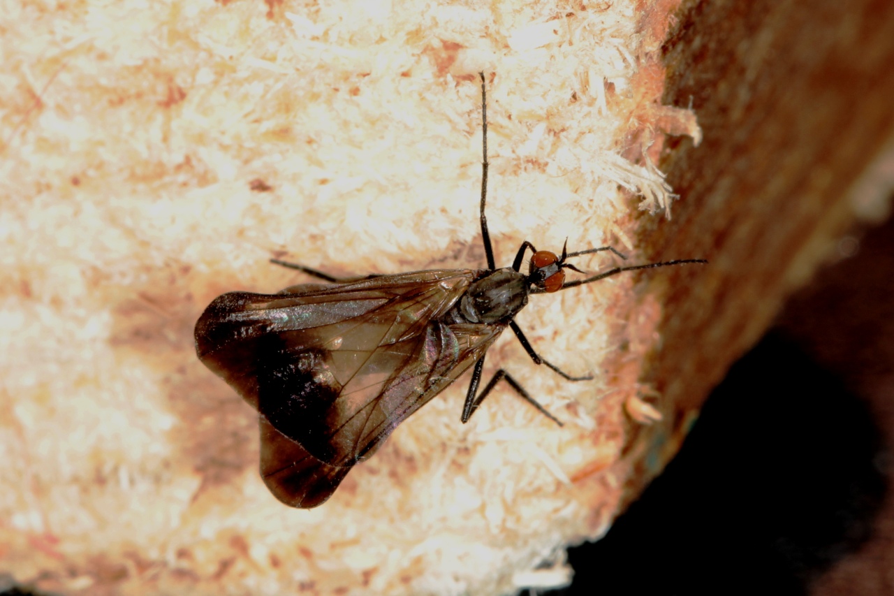 Rhamphomyia marginata (Fabricius, 1787) (femelle)