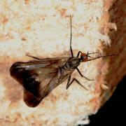 Rhamphomyia marginata (Fabricius, 1787) (femelle)