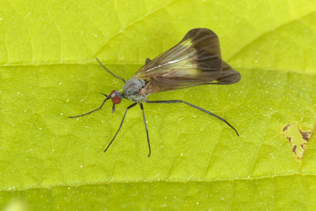 Rhamphomyia marginata (Fabricius, 1787) (femelle)