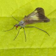 Rhamphomyia marginata (Fabricius, 1787) (femelle)